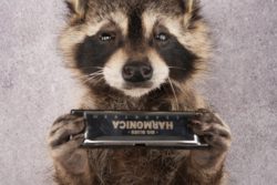 Harmonica Raccoon SKU 3135 - Image 5