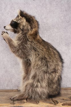 Harmonica Raccoon SKU 3135 - Image 4