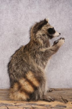 Harmonica Raccoon SKU 3135 - Image 2