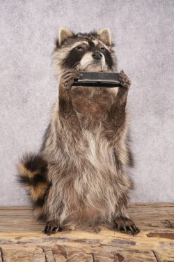 Harmonica Raccoon SKU 3136