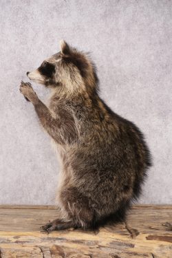 Harmonica Raccoon SKU 3136 - Image 4