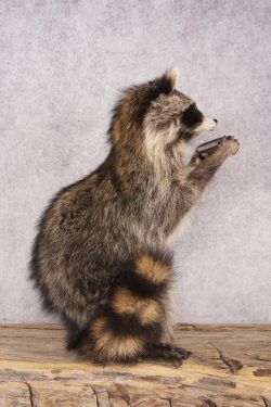 Harmonica Raccoon SKU 3136 - Image 2