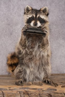 Harmonica Raccoon SKU 3137