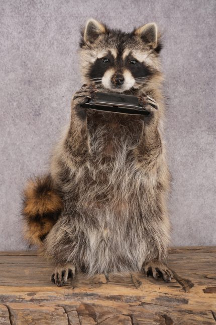 Harmonica Raccoon SKU 3137