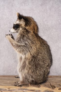 Harmonica Raccoon SKU 3137 - Image 3