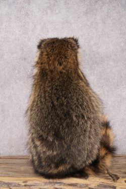 Harmonica Raccoon SKU 3137 - Image 2