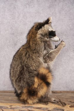 Harmonica Raccoon SKU 3137 - Image 4