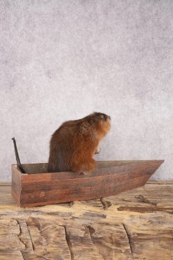 Muskrat In a Canoe SKU 3074 - Image 3