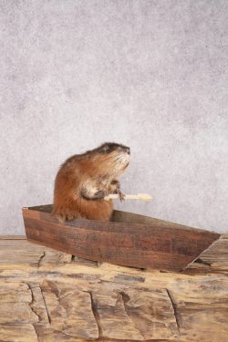 Muskrat In a Canoe SKU 3074 - Image 2