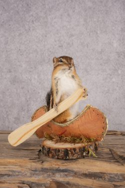 Chipmunk in a Canoe SKU 3103