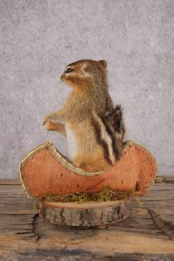 Chipmunk in a Canoe SKU 3103 - Image 3