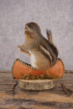 Chipmunk in a Canoe SKU 3104 - Image 3