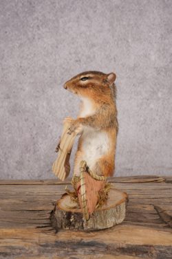 Chipmunk in a Canoe SKU 3105 - Image 4