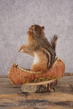 Chipmunk in a Canoe SKU 3105 - Image 3