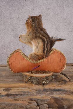 Chipmunk in a Canoe SKU 3107 - Image 3