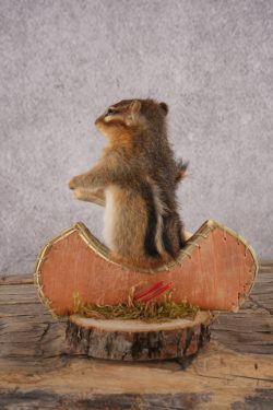 Chipmunk in a Canoe SKU 3108 - Image 3
