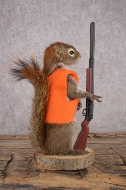 Hunting Red Squirrel SKU 3131 - Image 2