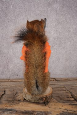 Hunting Red Squirrel SKU 3132 - Image 3