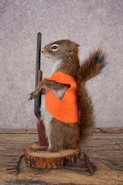 Hunting Red Squirrel SKU 3134 - Image 4