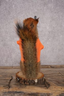 Hunting Red Squirrel SKU 3134 - Image 3
