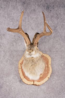 Jackalope SKU 3094