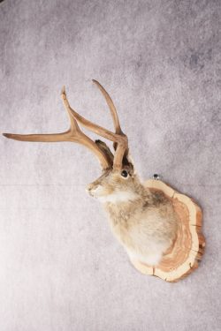 Jackalope SKU 3094 - Image 5