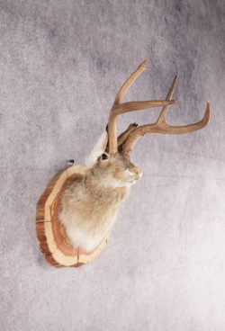Jackalope SKU 3094 - Image 4