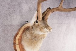 Jackalope SKU 3094 - Image 3