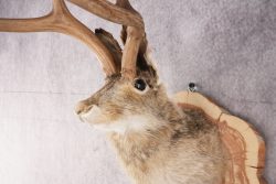 Jackalope SKU 3094 - Image 2