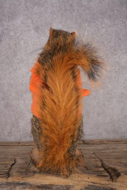 Hunting Squirrel SKU 3112 - Image 3