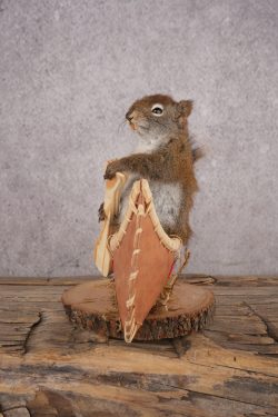 Red Squirrel in a Canoe SKU 3072 - Image 4