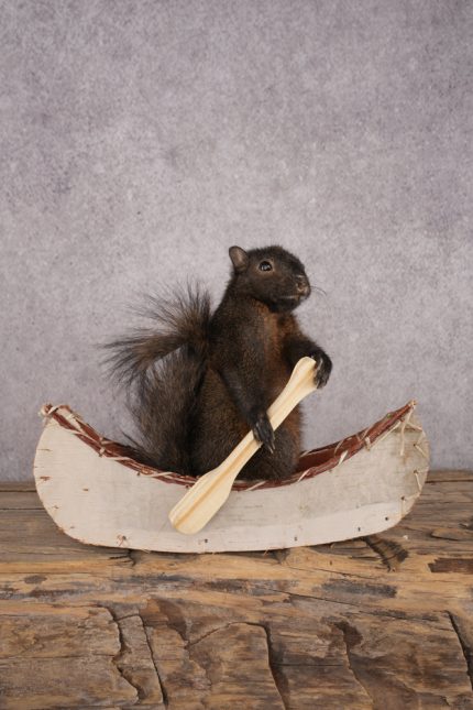 Black Squirrel in a Canoe SKU 3068