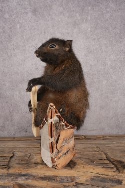 Black Squirrel in a Canoe SKU 3068 - Image 4