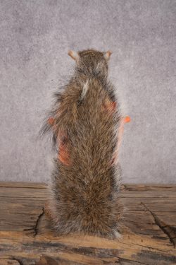 Hunting Squirrel SKU 3045 - Image 3