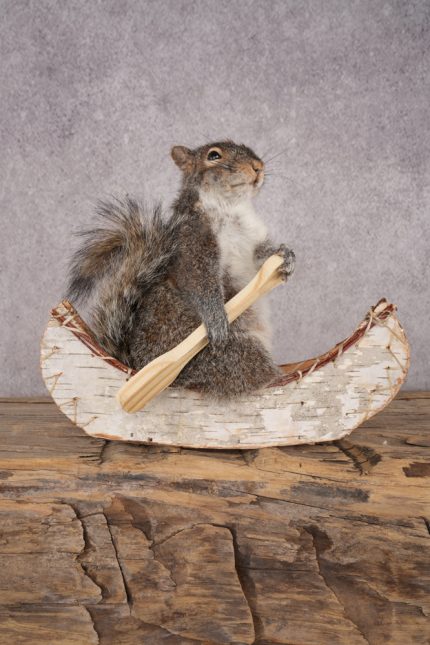 Squirrel in a Canoe SKU 3042