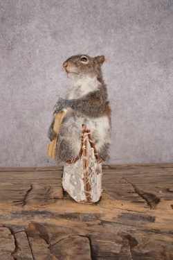 Squirrel in a Canoe SKU 3042 - Image 4
