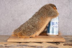 Drunk Squirrel SKU 3066 - Image 3