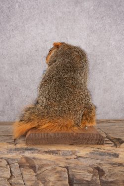 Drunk Squirrel SKU 3066 - Image 2