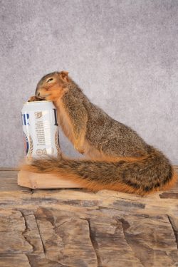 Drunk Squirrel SKU 3064