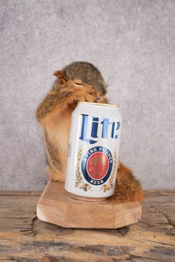 Drunk Squirrel SKU 3064 - Image 4