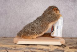 Drunk Squirrel SKU 3064 - Image 3