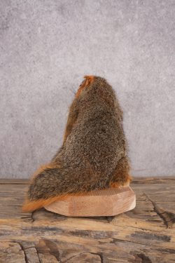 Drunk Squirrel SKU 3064 - Image 2