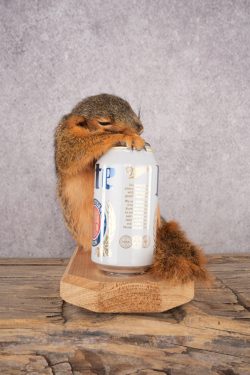 Drunk Squirrel SKU 3065 - Image 4