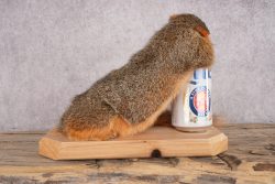 Drunk Squirrel SKU 3065 - Image 3