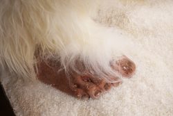 Yeti Replica SKU 3139 - Image 10