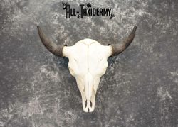 Bison Taxidermy skull with horns for sale SKU 1056