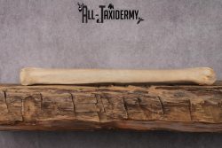 African Giraffe Leg Bone SKU 2430 - Image 6