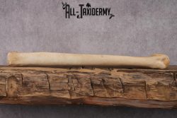 African Giraffe Leg Bone SKU 2430 - Image 5
