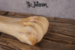 African Giraffe Leg Bone SKU 2430 - Image 4