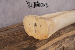 African Giraffe Leg Bone SKU 2430 - Image 3
